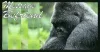 Silverback Contact Table