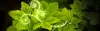 leaf banner 2