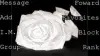 blackrose