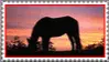 horse grazing