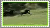 Friesian horses
