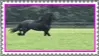 friesian