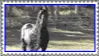 friesian