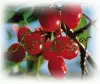Amber Cherries