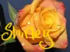 Shirley