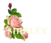 Shirley