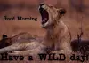 Good Morning