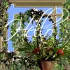 Garden Window