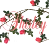 Shirley