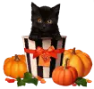 black cat