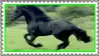 friesian