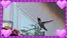 hummingbird