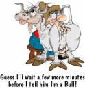 Male cow