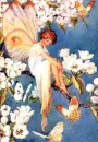 Fairy