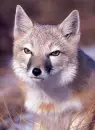 fox