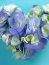 love flowers