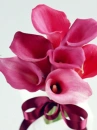 love flowers
