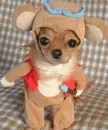 pup dressed up for halloween