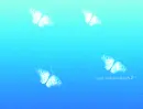 I Love Butterflies