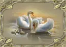 Swan Reflection