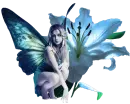 Blue Fairyflower