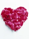  	 love flowers