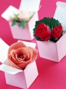 love rose flowers