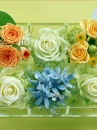 love rose flowers