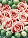 love rose flowers