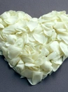  	 love rose flowers