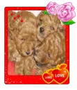 cute pupps