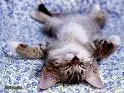 Kitty 
