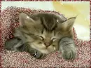 cat1