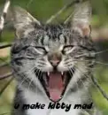 kitty