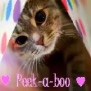 Peek-a-boo
