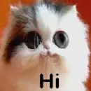Big eyed cat