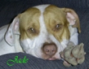 pitbulls