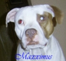 Maxximus