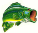 bass fish