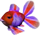 rainbow fish