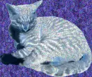 Ghost cat