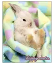 happy easter, little bunny