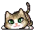 kitty