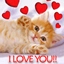 love you cat