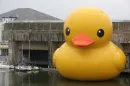 BIG DUCK