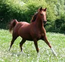 Running Free