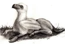 Hippogriff Foal