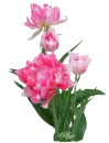Parrot Tulip