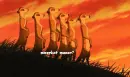 meerkats
