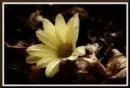 beautiful flower